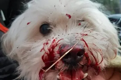 Procès renvoyé pour la jeune femme qui avait jeté un bichon par la...