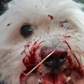 Le chien Light, jeté par la fenêtre, a besoin de vous