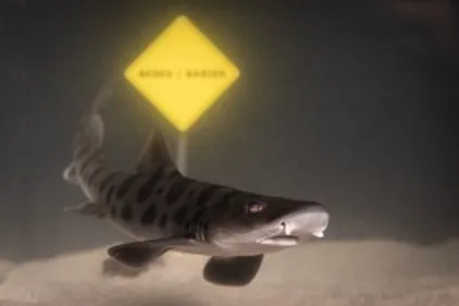 Carnet rose à Nausicaa : 16 bébés requins-léopards sont nés