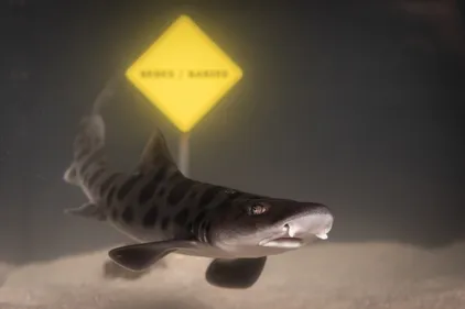 Nausicaà annonce la naissance de 16 requin-léopards