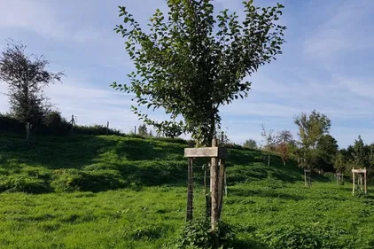 Un nouveau verger à Seninghem, fruit d’un partenariat entre la SNCF...