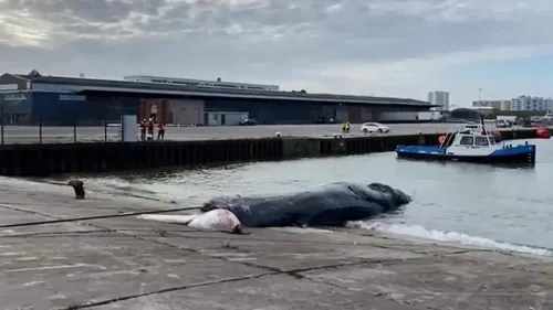 Des opérations compliquées pour remorquer le rorqual mort échoué
