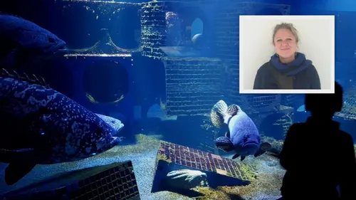 Nausicaà lance des visites guidées virtuelles à distance pour les...