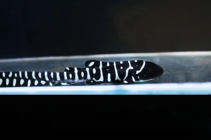 Carnet rose à Nausicaá : 8 bébé requins-zèbres sont nés !