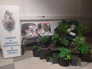 Un trafic de stupéfiants arrêtés par la gendarmerie de...