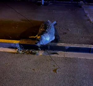 Un phoque sauvé au Portel