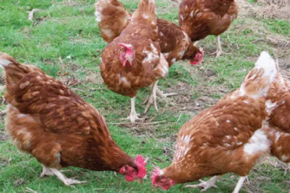 Un nouveau cas de grippe aviaire détecté ce week-end