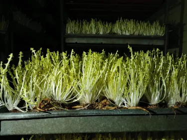 C’est le pic en ce moment pour le pissenlit blanc