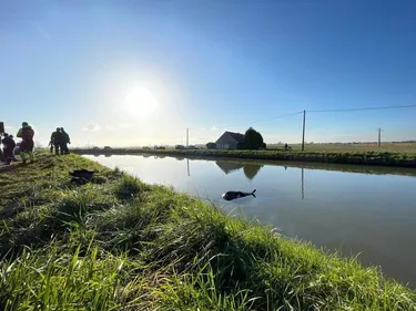 Voiture dans le canal : une jeune femme de 19 ans n'a pas survécu