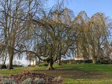 Le hêtre de Cassel est l’arbre remarquable de l’année 2022 !
