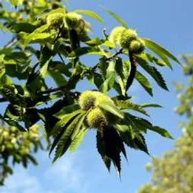 De nouveaux arbres plantés en ville