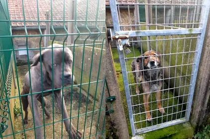 Trois chiens abandonnés à leur sort dans une maison inhabitée