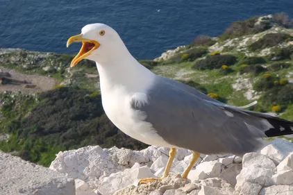 7 communes placées en zone de contrôle temporaire face à la grippe...