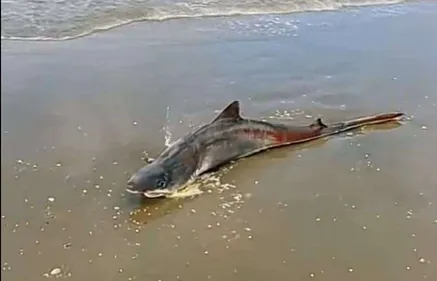 Un requin découvert à Bray-Dunes