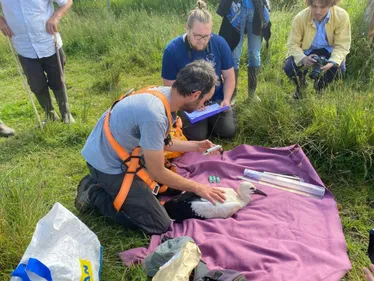 Trois bébés cigognes bagués sous le soleil