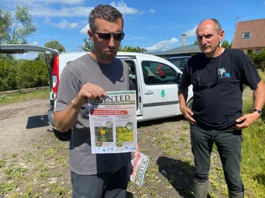 La jussie rampante toujours aussi tenace