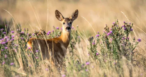 Un chevreuil... en état d'ébriété à Outreau