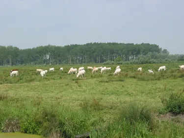 Bientôt de la viande labellisée "made in marais audomarois"