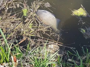 Des mesures prises suite à des poissons retrouvés morts dans les...