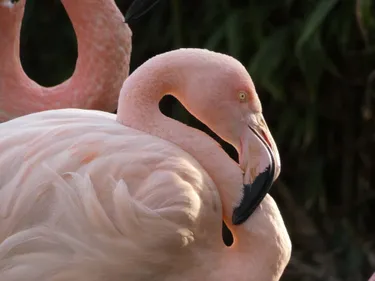 Le zoo de Fort-Mardyck fermé jusqu'à nouvel ordre