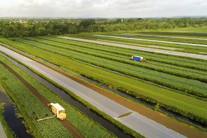 2022 sera une bonne année pour le chou-fleur !