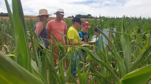 Cet été, venez vous amuser (et frissonner) au labyrinthe de maïs...