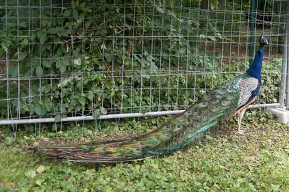 La mascotte de la Ville retrouvée après deux ans de cavale