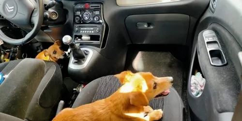 Deux chiens coincés dans une voiture en pleine canicule à Boulogne