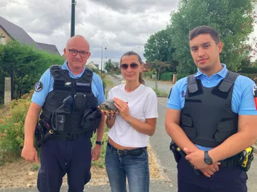 Les gendarmes Flamands retrouvent... une tortue lors d'une...