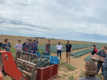 Une vingtaine de jeunes glanent des courgettes pour aider les...