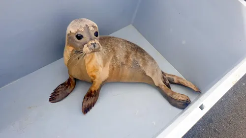 Un bébé phoque affaibli secouru sur la plage de Dannes