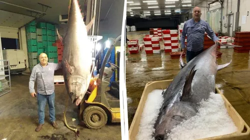 2 thons de 250 et 317kg pêchés au large de Boulogne, l'un exposé...