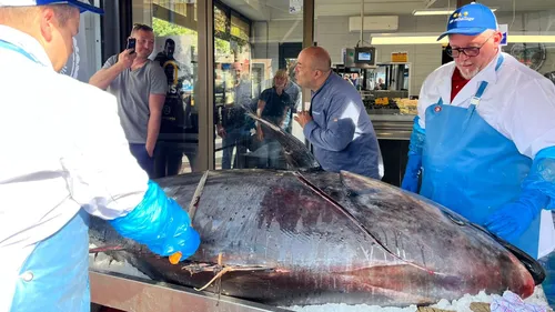 Le thon de 317kg découpé et vendu ce jeudi après-midi