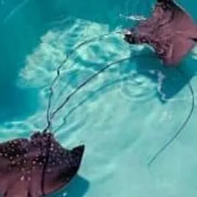 Carnet rose à Nausicaa, avec deux nouvelles naissances