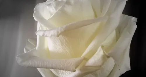 Les obsèques de la petite Lola auront lieu à Lillers ce lundi