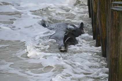 Une baleine de 8 tonnes meurt sur le sable