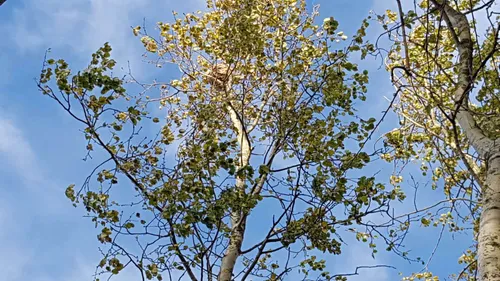 Les nids de frelons asiatiques très nombreux en ce moment dans la...