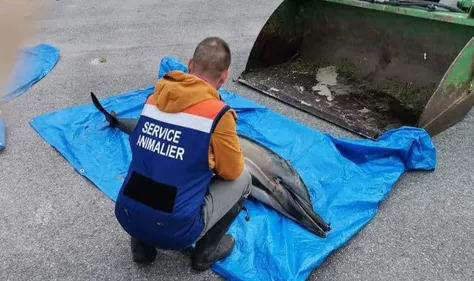 Un dauphin retrouvé mort sur la plage de Dannes