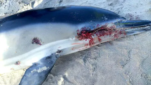 Saint-Etienne-au-Mont: un dauphin retrouvé mort sur la plage, une...