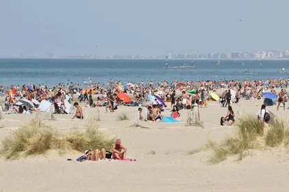 Attention aux microalgues sur les plages de Dunkerque et Bray-Dunes !