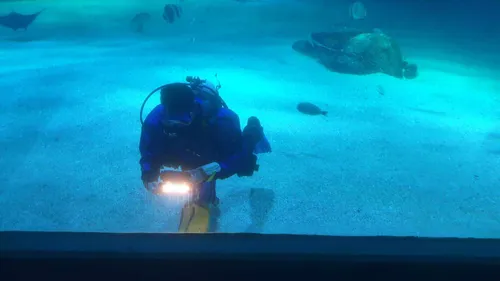 Nausicaà: l'origine des fuites du grand bassin identifiée, des...