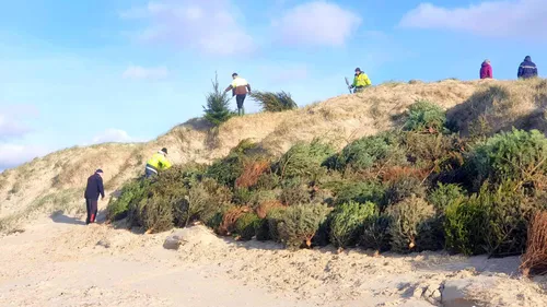 750 sapins de Noël déposés au pied des dunes pour ralentir l'érosion