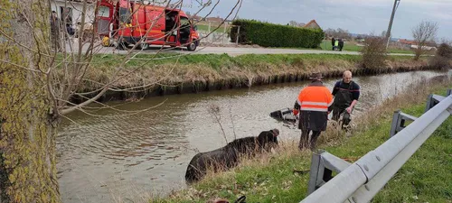 Un cheval et sa charette dans l'eau à Sainte-Marie-Kerque