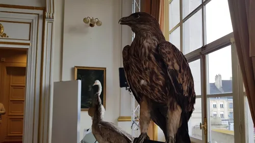 Saint-Omer : A Plume ! L'exposition qui vous invite à découvrir la...