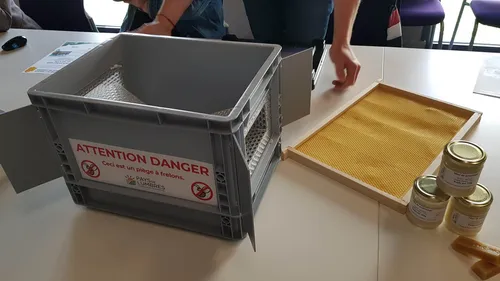 Dans le Pays de Lumbres, on s'équipe de pièges contre le frelon...