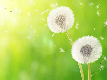 Attention aux pollens tout au long de ce week-end...