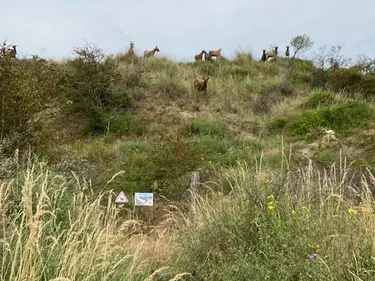 De nouveaux animaux dans les dunes Dunkerquoises pour de la tonte...