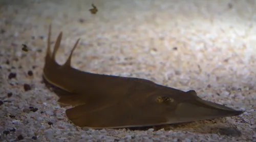 Quatre raies guitares viennent de naître à Nausicaà
