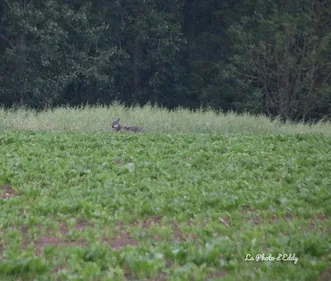 Un photographe bourbourgeois nous raconte sa rencontre avec un loup