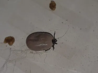 Les tiques très présentes dans la région cet été